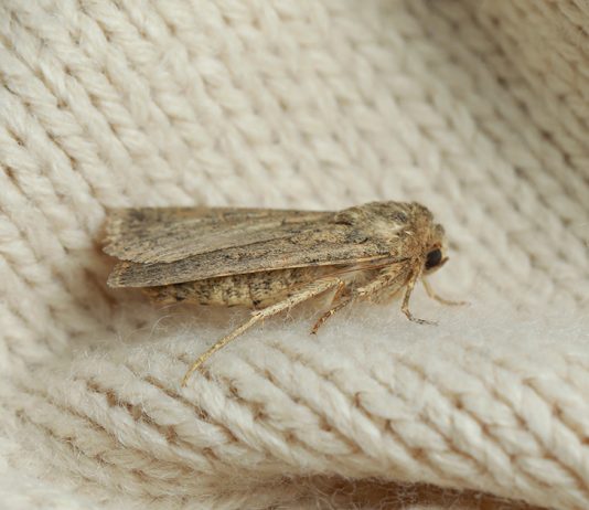 Моль в доме бывает разная — в чем отличия вредителей и как их вывести - АО «ГАРДЕН» Моль в доме бывает разная — в чем отличия вредителей и как их вывести.