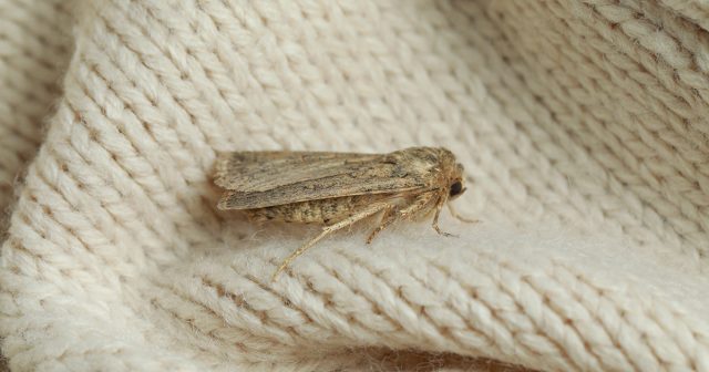 Моль в доме бывает разная — в чем отличия вредителей и как их вывести. Моль в доме бывает разная — в чем отличия вредителей и как их вывести.