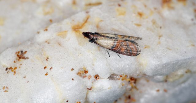 То есть, вредители двух семейств чётко разграничили сферы влияния в домах – одни живут на кухнях и в местах длительного хранения продуктов, другие в гардеробных и местах отдыха. То есть, вредители двух семейств чётко разграничили сферы влияния в домах – одни живут на кухнях и в местах длительного хранения продуктов, другие в гардеробных и местах отдыха.