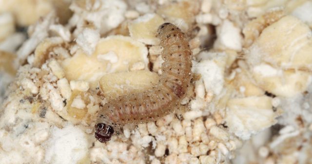 Самки огнёвок очень любят и на кухне находить раскрытые и надолго забытые упаковки с подобными продуктами. Самки огнёвок очень любят и на кухне находить раскрытые и надолго забытые упаковки с подобными продуктами.