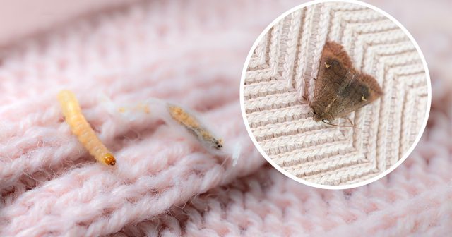 Потери от появления вещевых молей могут быть гораздо масштабнее. Но и доступных инструментов борьбы с ними значительно больше. Потери от появления вещевых молей могут быть гораздо масштабнее. Но и доступных инструментов борьбы с ними значительно больше.