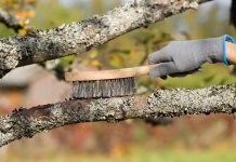 Не губите сад в погоне за вредителями — по-настоящему рабочие методы.