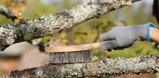 Не губите сад в погоне за вредителями — по-настоящему рабочие методы - Лучшее Не губите сад в погоне за вредителями — по-настоящему рабочие методы.