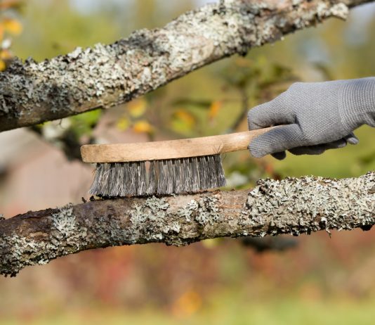 Не губите сад в погоне за вредителями — по-настоящему рабочие методы - Сад и огород Не губите сад в погоне за вредителями — по-настоящему рабочие методы.