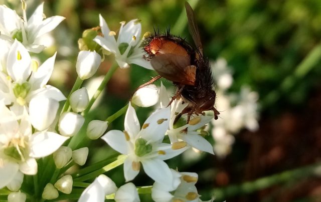 Ежемуха на цветках многолетнего лука джусая.