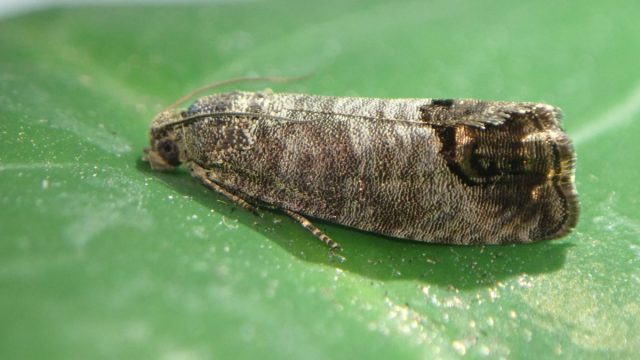 Если вредных бабочек в ёмкостях с квасом и ловушках много, значит, пора применять пестициды.