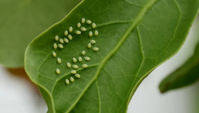 Тля и щитовки зимуют преимущественно в стадии яйца. Поэтому всяческие опрыскивания против них осенью совершенно бесполезны.