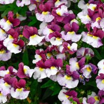 Немезия (Nemesia)