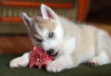 Нужно ли кормить кошек и собак сырым мясом?