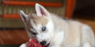 Нужно ли кормить кошек и собак сырым мясом? - Лучшее Нужно ли кормить кошек и собак сырым мясом?