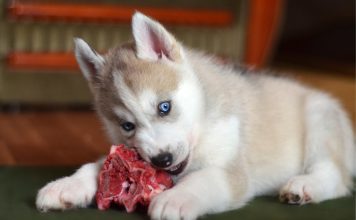 Нужно ли кормить кошек и собак сырым мясом?