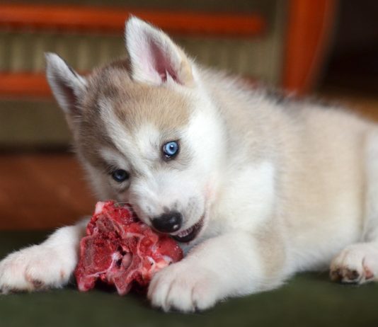 Нужно ли кормить кошек и собак сырым мясом?