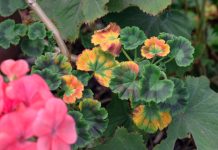 Почему сохнет и гибнет пеларгония? Полный список проблем.