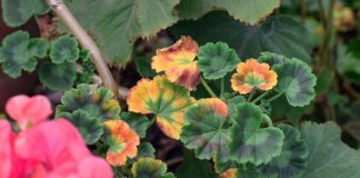 Почему сохнет и гибнет пеларгония? Полный список проблем.