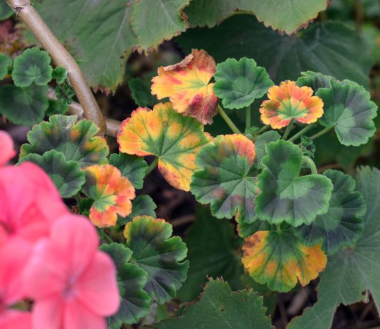 Почему сохнет и гибнет пеларгония? Полный список проблем.