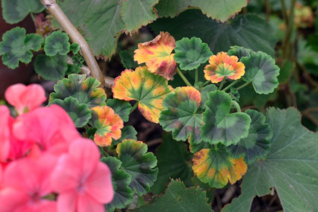 Почему сохнет и гибнет пеларгония? Полный список проблем.