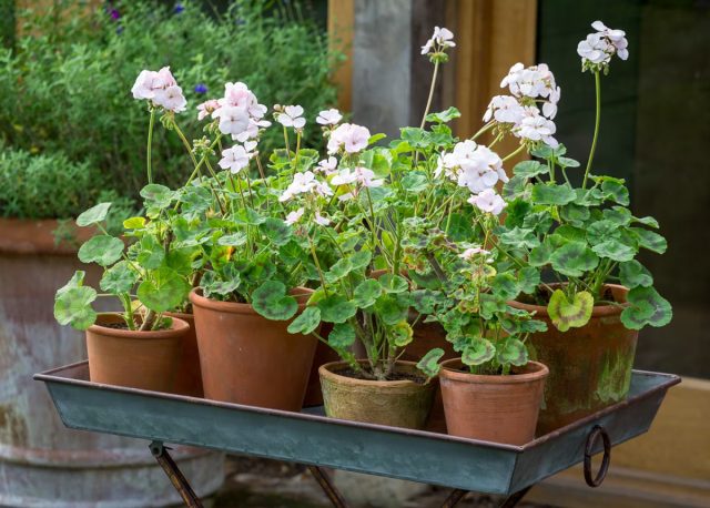 Листья отдельных видов, например, пеларгонии зональной, могут менять окраску от яркого солнечного света, принимая красный или фиолетовый оттенки.