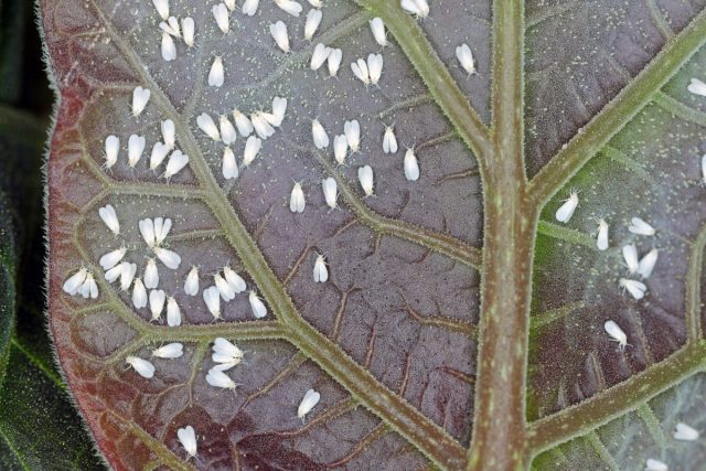 Белокрылки появляются чаще всего именно в зимний период, и считаются опаснее всех, так как их легко не заметить — из-за недосмотра.