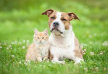 Почему я заменила собаку на кошку и считаю это лучшим решением?