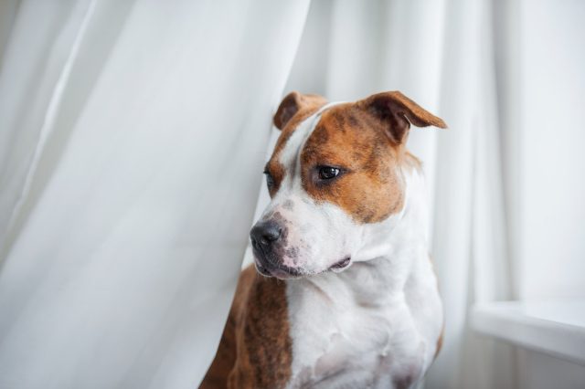 Собака лаяла, когда я задерживалась на работе. Соседи стучали в стену, писали в чат дома. Каждый раз мне было стыдно, хотя я ничего не могла с этим сделать — пёс оставался один и скучал. С котом этой проблемы нет.