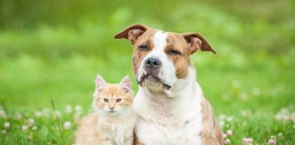 Почему я заменила собаку на кошку и считаю это лучшим решением?