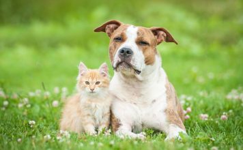 Почему я заменила собаку на кошку и считаю это лучшим решением?