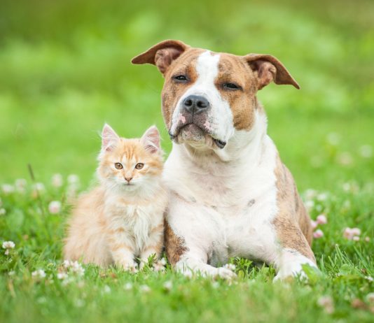 Почему я заменила собаку на кошку и считаю это лучшим решением?