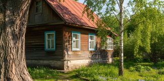 Посадить эти деревья — большая ошибка, которая дорого обойдется - Сад и огород Посадить эти деревья — большая ошибка, которая дорого обойдется