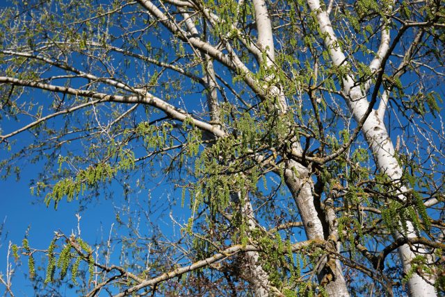 Эффектный, быстрый, но проблемный. Ломкие ветки, агрессивная поросль и сезон пухового ада превращают его в неудобного «соседа». Красив издалека, а рядом с домом — источник бесконечного ухода и риска повреждений. Взрослый серебристый тополь, растущий на участке