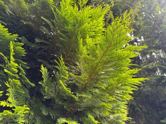 Хвойные красивы, но их соседство с яблонями и грушами — минное поле. Туи истощают почву и болеют грибками, можжевельник переносит ржавчину. Для плодового сада это не декор, а скрытая угроза. Живая изгородь из туи в саду