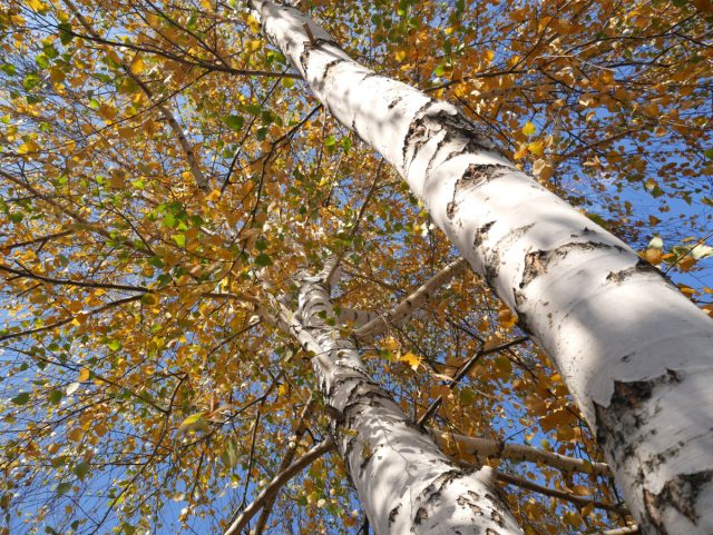 На участке берёза высасывает влагу, истощает почву, создаёт плотную тень и засыпает всё мелкой листвой. Взрослая береза на на участке