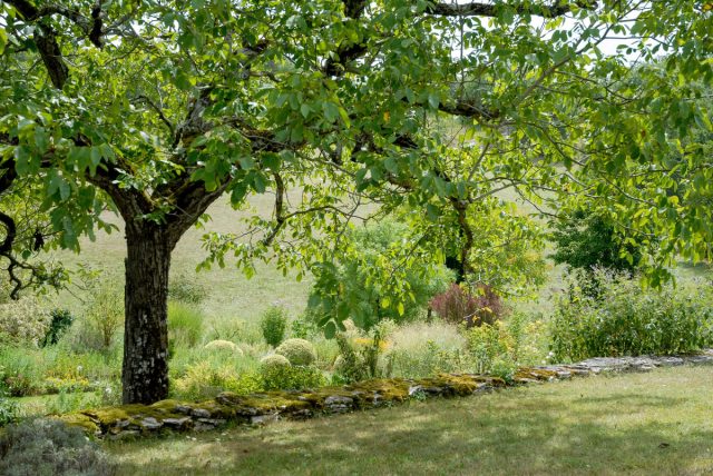 Юглон, который выделяют чёрный и грецкий орехи, угнетает рост цветов, овощей, фруктовых деревьев. Даже листья в компосте становятся опасными. Подойдут только для больших участков и одиночной посадки. Мощное дерево грецкого ореха с широкой кроной