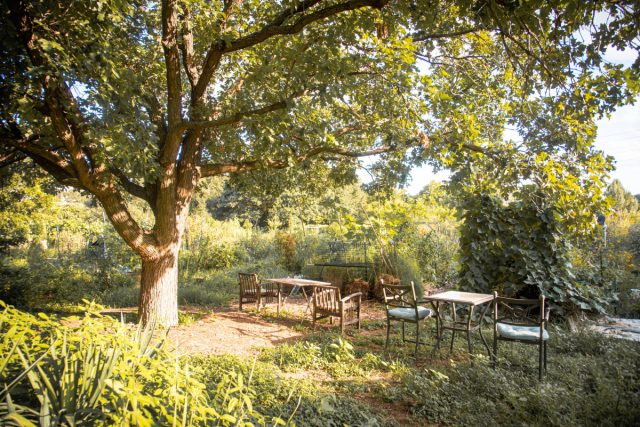 Дуб символ мощи и долголетия. Величественный гигант, которому тесно на обычных шести сотках. Огромная крона перекрывает свет, под ним ничего не растёт, корни занимают пол-двора. Это дерево для парков, а не маленьких участков. Огромный старый дуб, занимающий большую часть участка