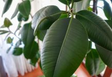 Правила размножение каучуконосного фикуса — 3 способа с инструкциями.