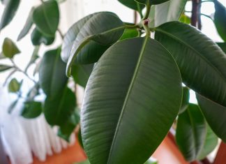 Правила размножение каучуконосного фикуса — 3 способа с инструкциями.