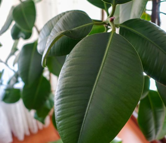 Правила размножение каучуконосного фикуса — 3 способа с инструкциями.