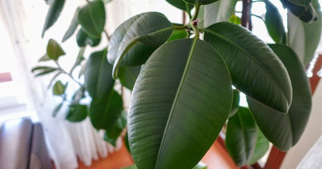 Правила размножение каучуконосного фикуса — 3 способа с инструкциями.