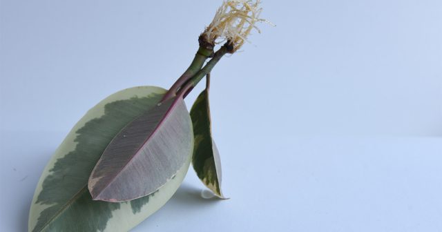 На каждом срезаемом побеге фикуса должен присутствовать, по крайней мере, один целый глазок.