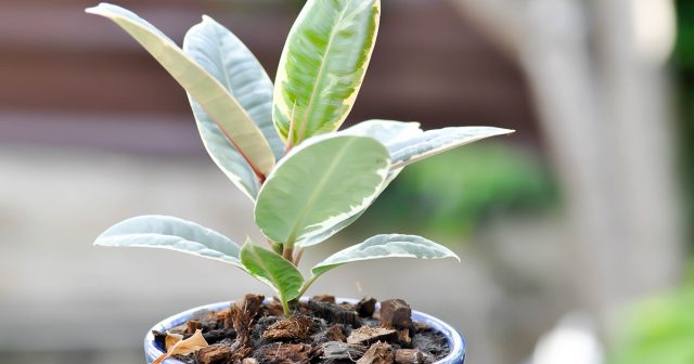 К преимуществам укоренения черенков в грунте относят получение крепких отростков и более легкую адаптацию при высаживании их в постоянные горшки.