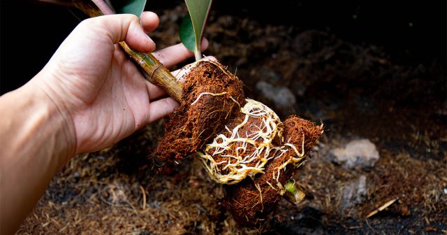 Размножение воздушными отводками подходит опытным цветоводам.