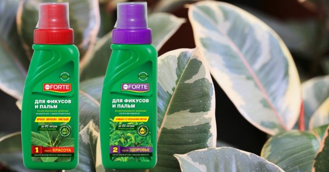 Концентраты от Бона Форте. Удобрение для фикусов и пальм серия Здоровье содержит азот, фосфор, калий, гуминовые кислоты и микроэлементы в хелатной форме.