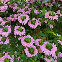 Сцевола (Scaevola aemula)