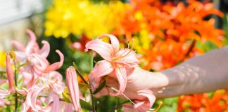 Секреты цветения лилий: всё об уходе за луковичными - Лучшее Секреты цветения лилий: все об уходе за луковичными.