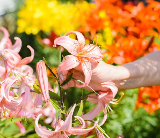 Секреты цветения лилий: все об уходе за луковичными.