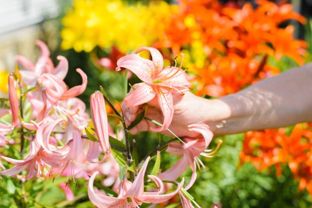 Секреты цветения лилий: всё об уходе за луковичными Секреты цветения лилий: всё об уходе за луковичными