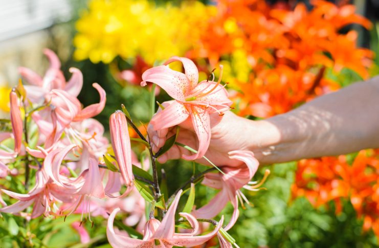 Секреты цветения лилий: все об уходе за луковичными.