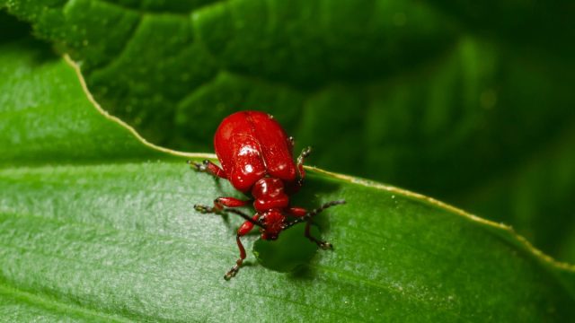 Трещалка луковая, небольшой красно-оранжевый жучок, издающий характерный скрипящий звук в минуту опасности, и ее личинки повреждают листья и цветки. Трещалка луковая, небольшой красно-оранжевый жучок, издающий характерный скрипящий звук в минуту опасности, и ее личинки повреждают листья и цветки.