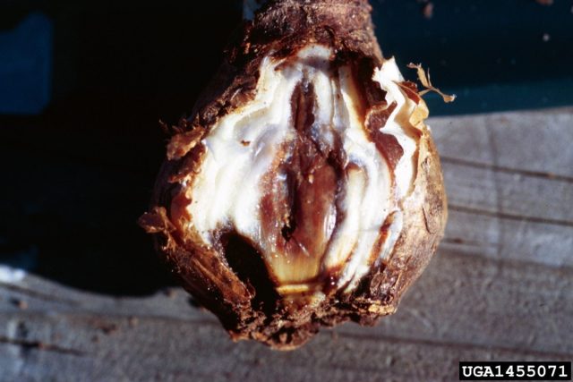 Деятельность лукового клеща приводит к образованию бурых пятен на луковицах, они размягчаются и начинают гнить. Деятельность лукового клеща приводит к образованию бурых пятен на луковицах, они размягчаются и начинают гнить.