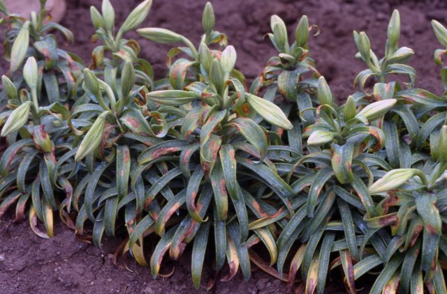 На надземных частях болезнь заметна по слизистому серому налету на нижних листьях, искривлению бутонов и замедлению скорости роста.