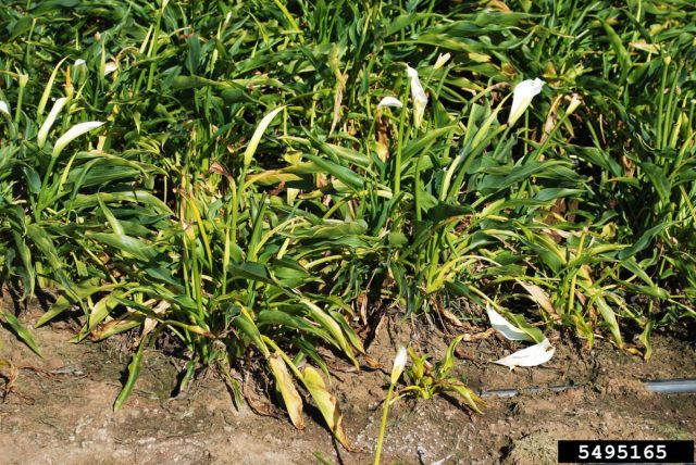 При питиуме корешки покрываются бурыми пятнами и начинают гнить, листья желтеют, цветов становится мало. При питиуме корешки покрываются бурыми пятнами и начинают гнить, листья желтеют, цветов становится мало.